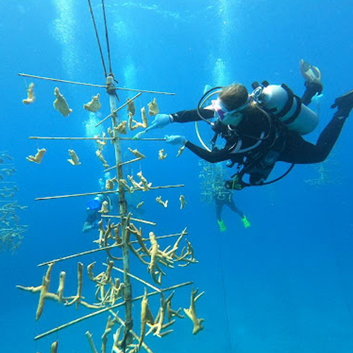 Coral Propagation Trainer
