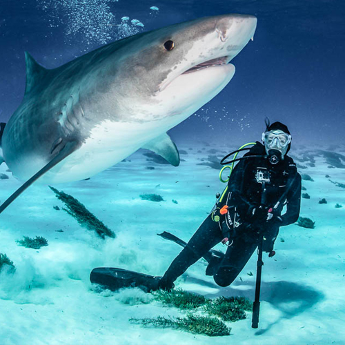 I'm Shark Friend Survey Dives
