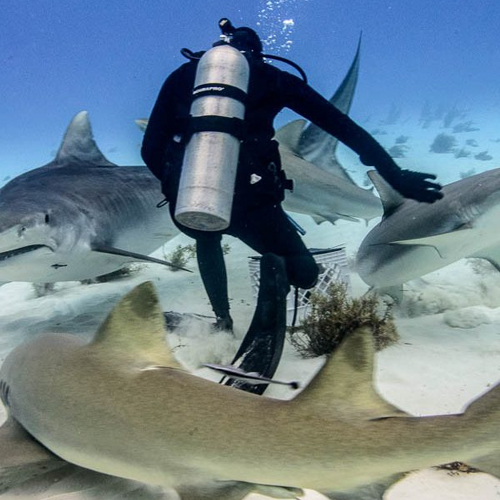 The Shark Friend Trainer